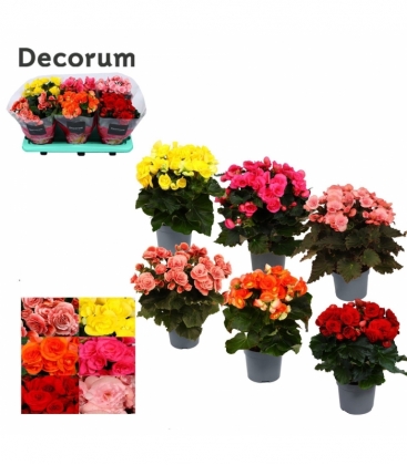 Begonia