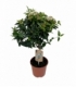 Viburnum