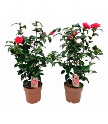 Camellia