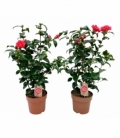 Camellia