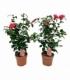 Camellia