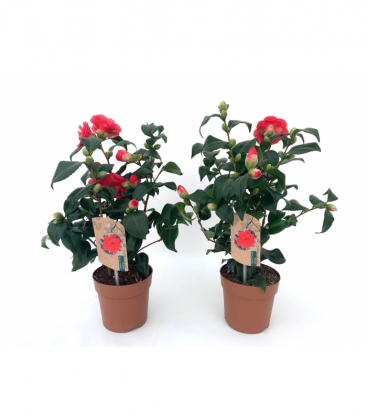 Camellia