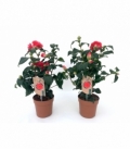 Camellia