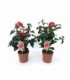 Camellia