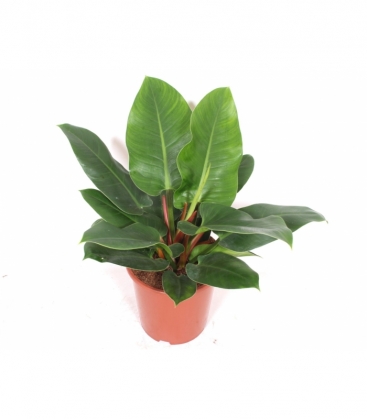Philodendron