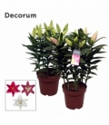 Lilium