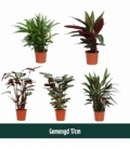 Calathea
