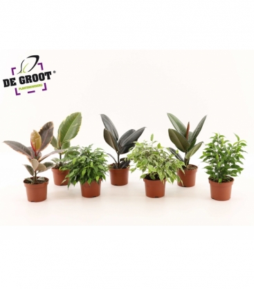 Ficus