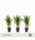 Dypsis