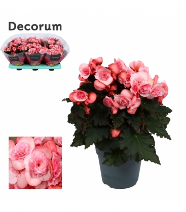 Begonia