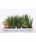 Sansevieria