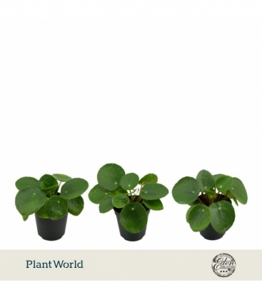 Pilea