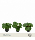 Pilea