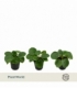 Pilea
