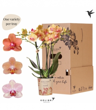 Phalaenopsis