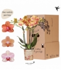 Phalaenopsis