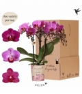 Phalaenopsis