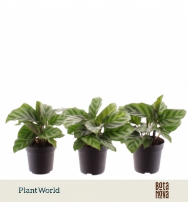 Calathea