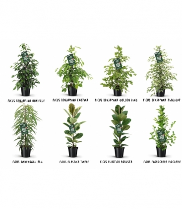 Ficus