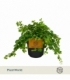 Peperomia