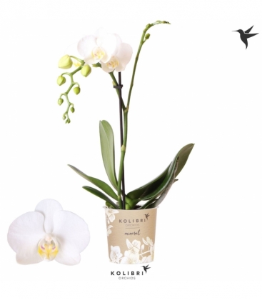 Phalaenopsis