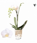 Phalaenopsis