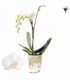 Phalaenopsis