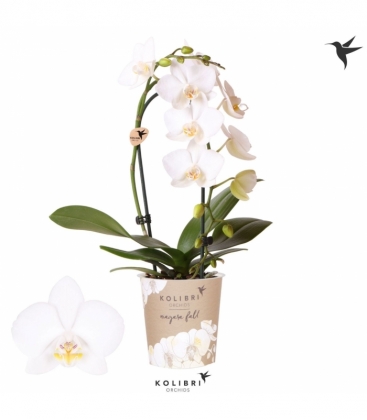 Phalaenopsis