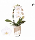 Phalaenopsis