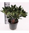 Skimmia