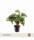 Monstera