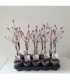 Salix