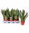 Sansevieria