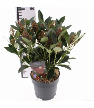 Skimmia