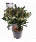 Skimmia