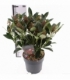 Skimmia