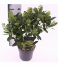Skimmia