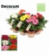 Gerbera