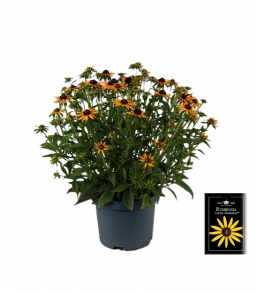 Rudbeckia