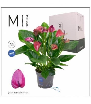 Anthurium