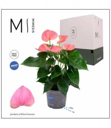 Anthurium