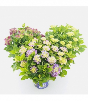 Hydrangea