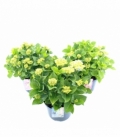Hydrangea