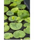 Limnobium