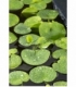 Limnobium