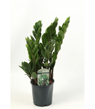 Zamioculcas