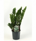 Zamioculcas
