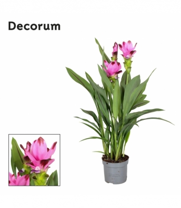 Curcuma