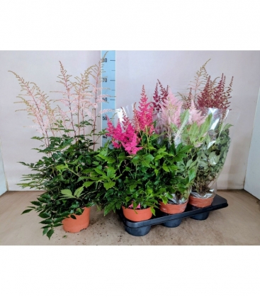 Astilbe