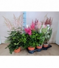 Astilbe